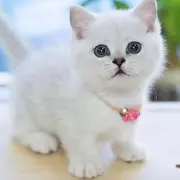 ♥╭侯爵团懒猫♥╭ 