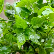 .小鸡炖蘑菇
