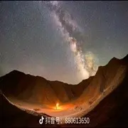 两只羊驼
