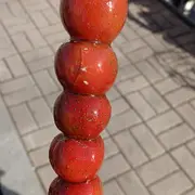 小太阳，？！