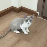 怡霖名猫