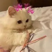 静宝♡。今天不连麦