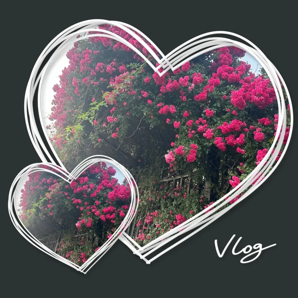 🌺蔷薇🌺的主播照片