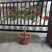 专属（某人）