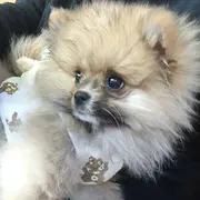 题吗群里