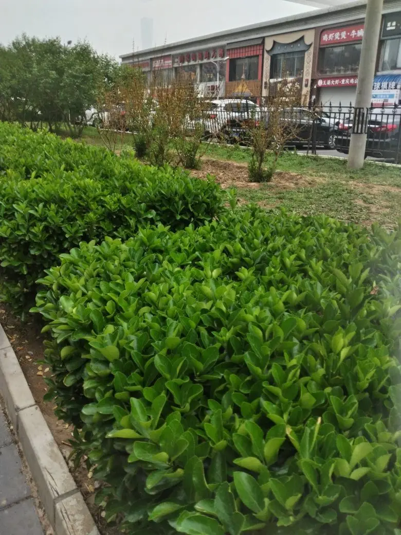 别致选择主播图片