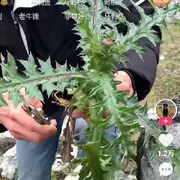 逆风向阳