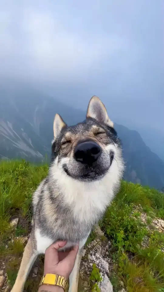 “我们狼这一生的意义