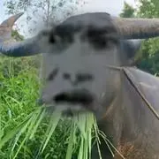 @牛魔王
