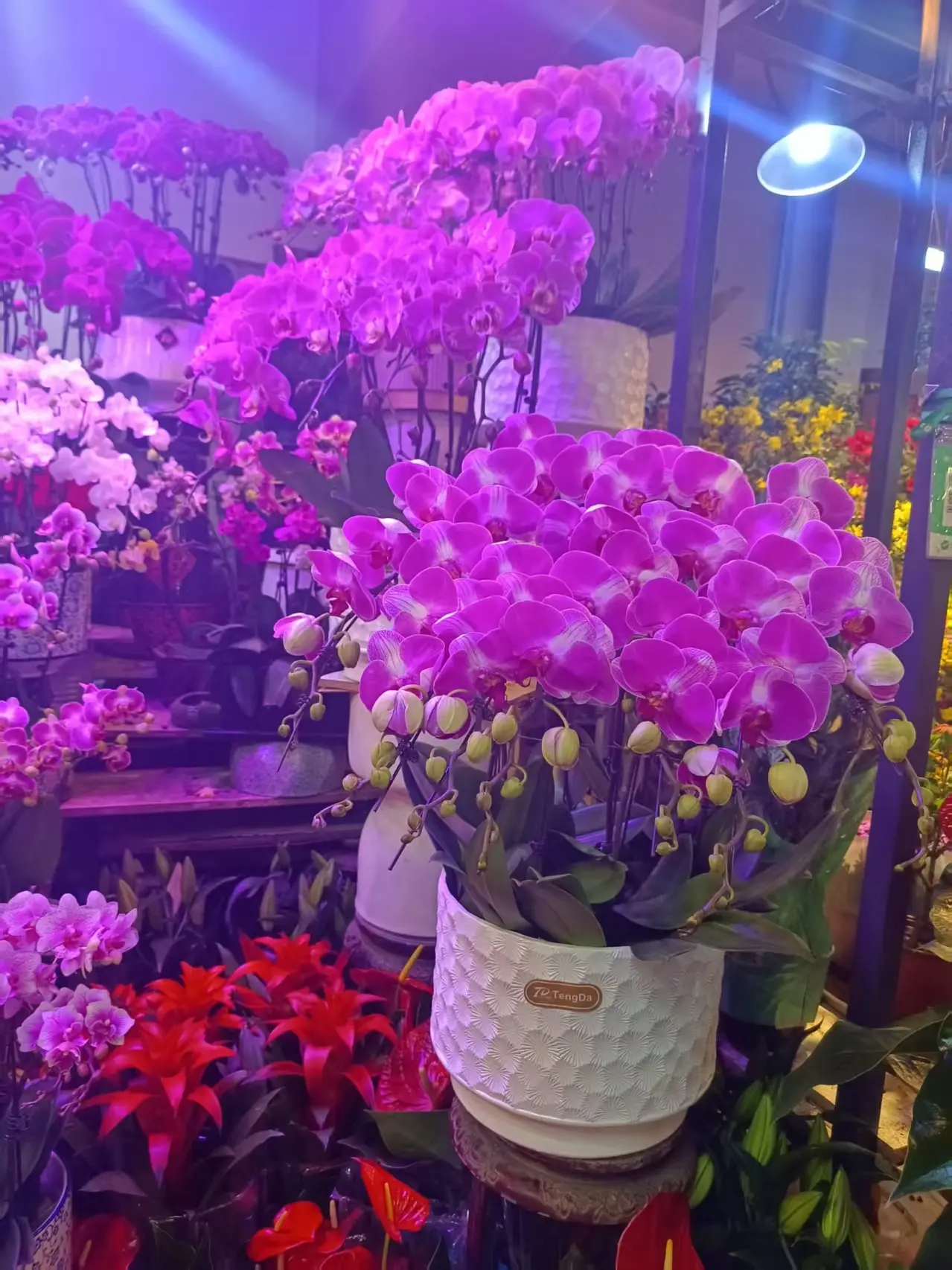 ღ娜娜ぃ安静唱歌🍀的图片