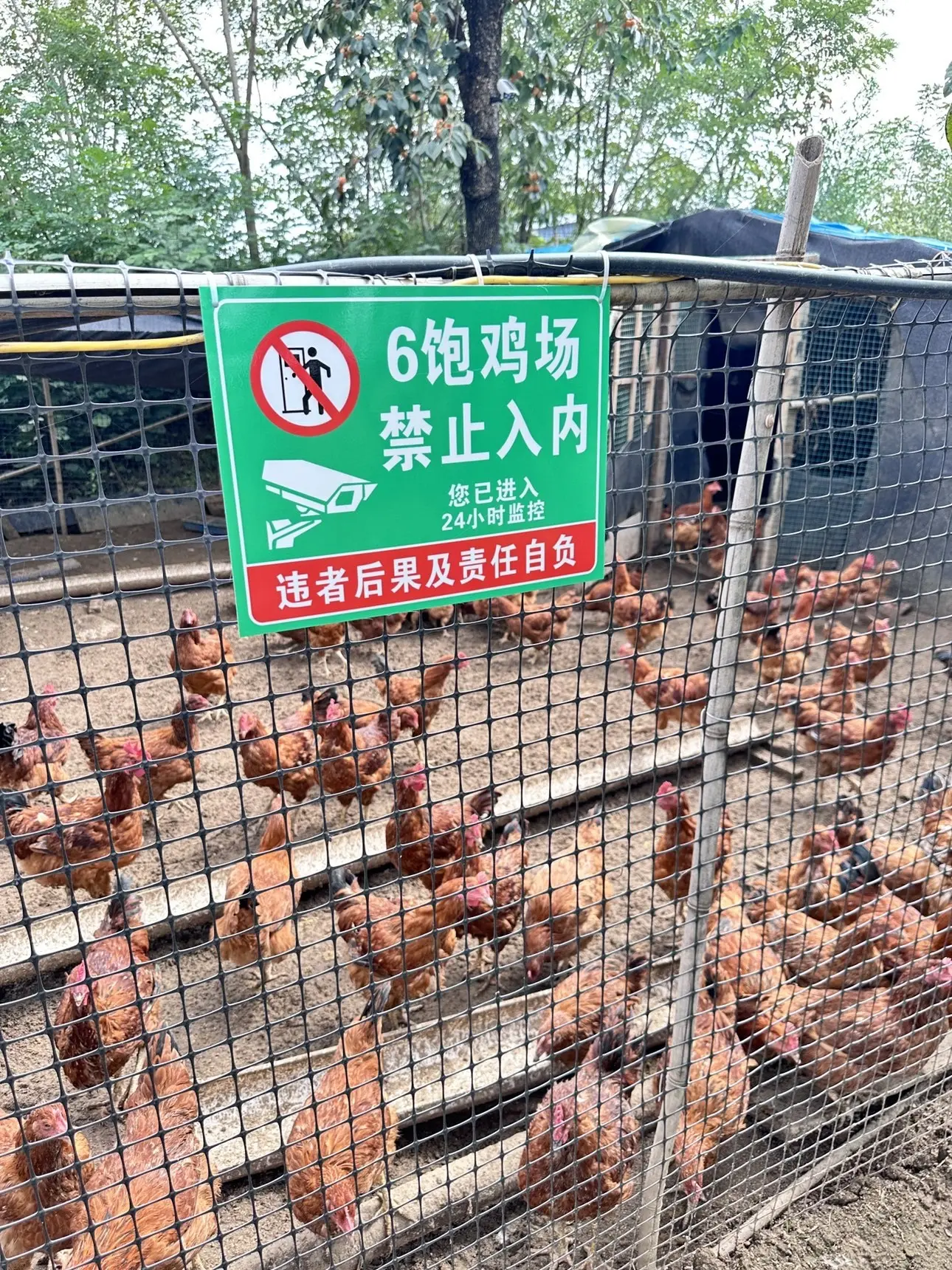 饱饱-实力唱将主播图片