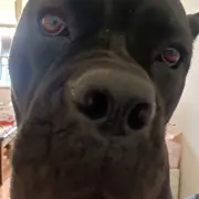 TjJsbw
