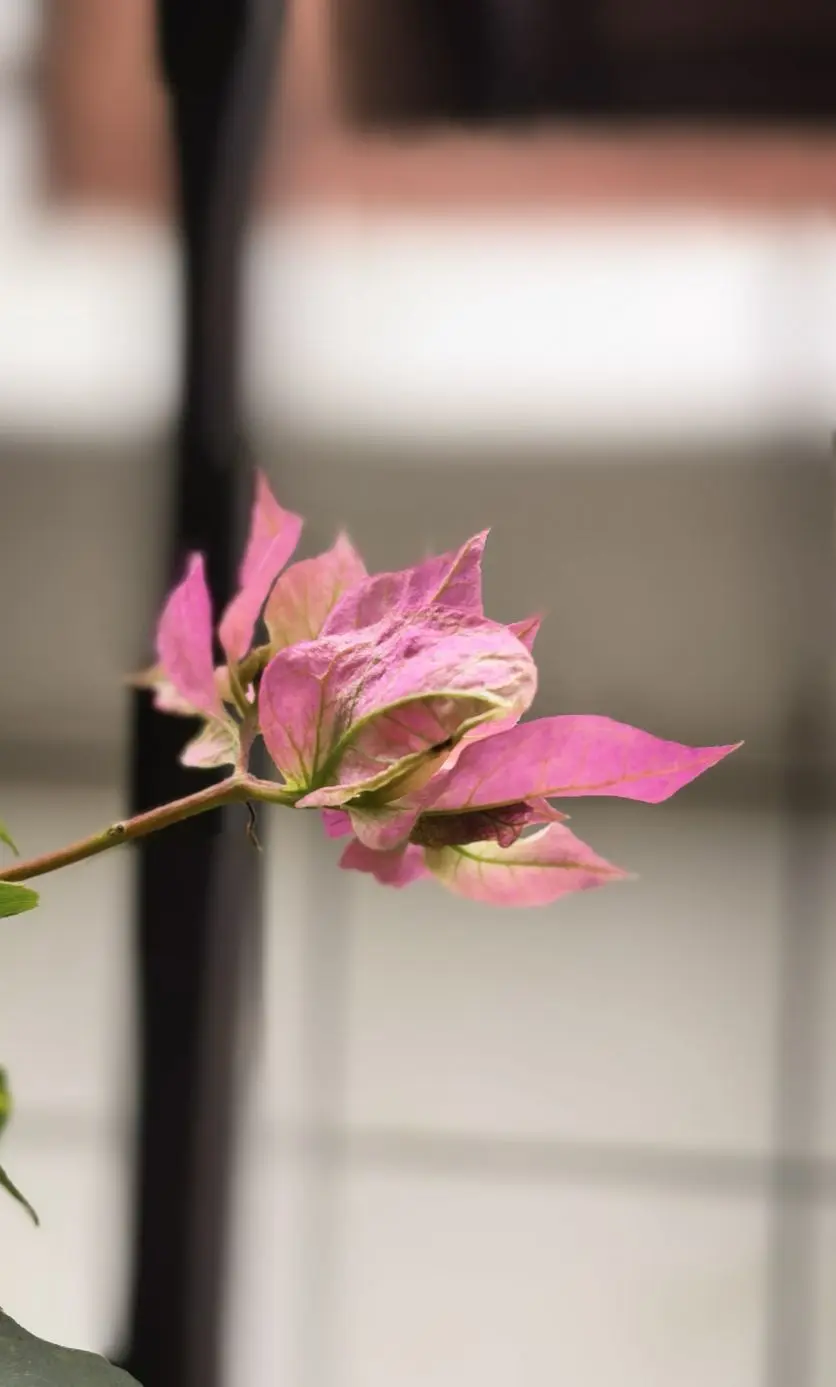 陈思郦🍀听经典的主播照片