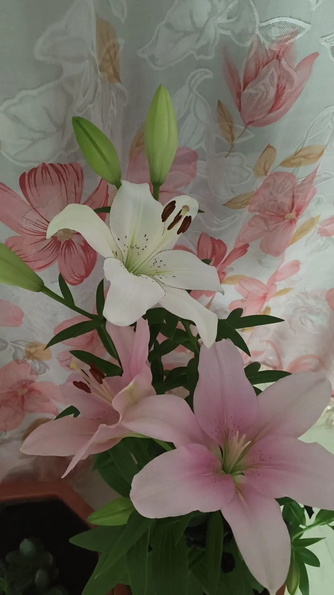 我叫野百合🌱🌱的主播照片