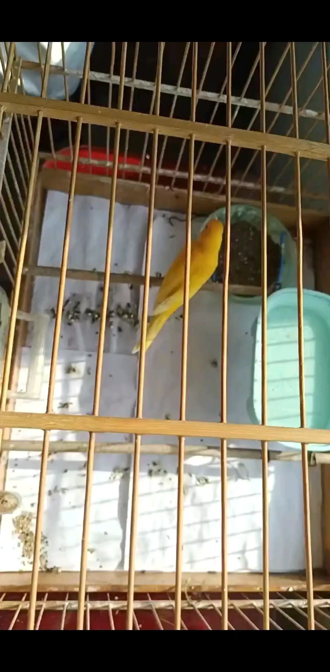 新春报喜鸟🐦