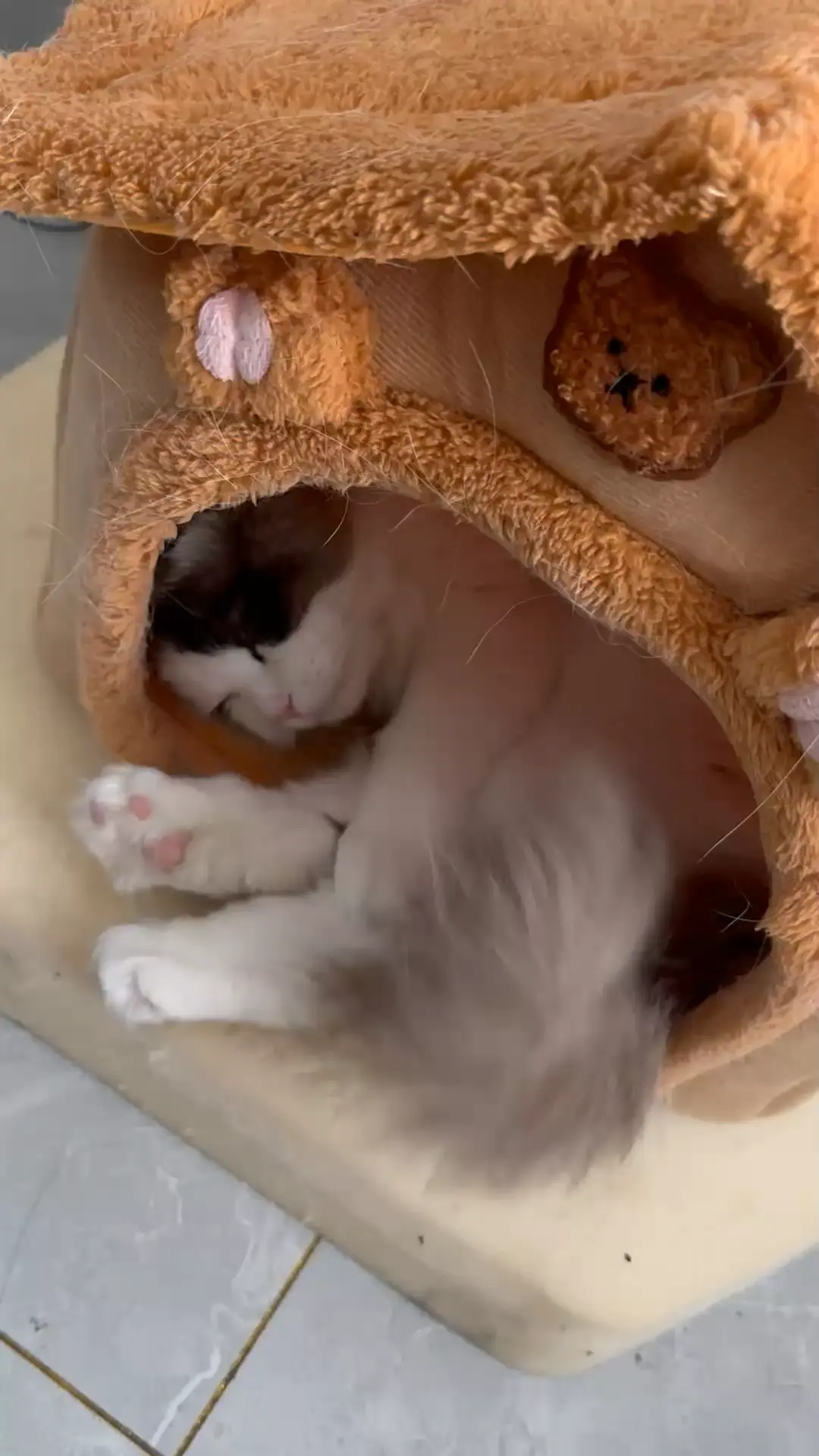 坚决不养猫，傲娇，掉