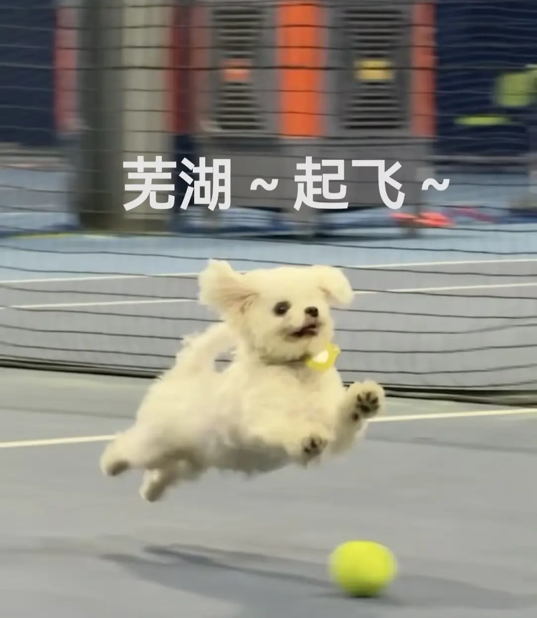 苏打。。。主播图片