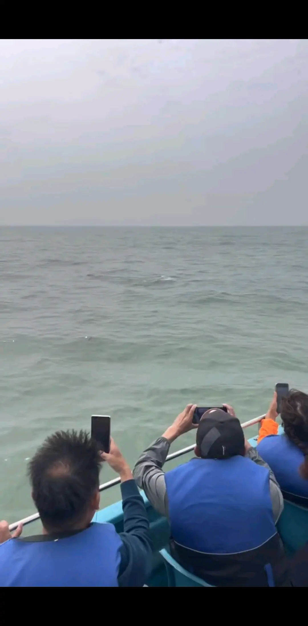 没白来 看见海豚了