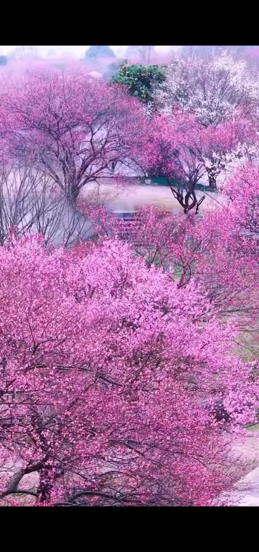 花开花落又一春