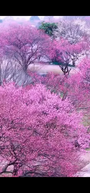 花开花落又一春