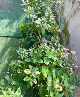 湘湘🦋主播照片