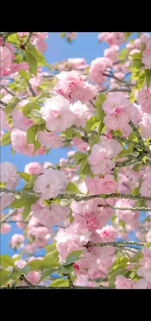 百花齐放万紫千红