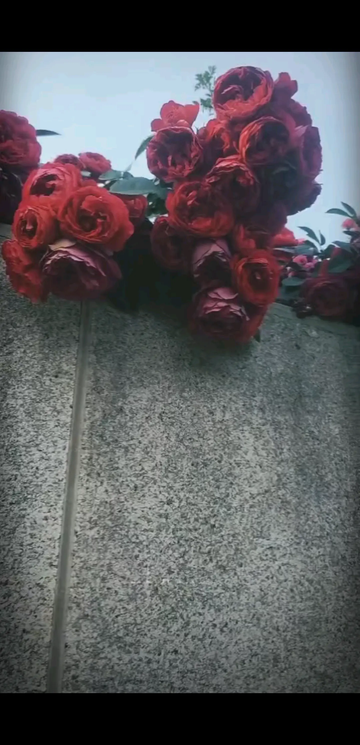 花儿探出墙头，好像也
