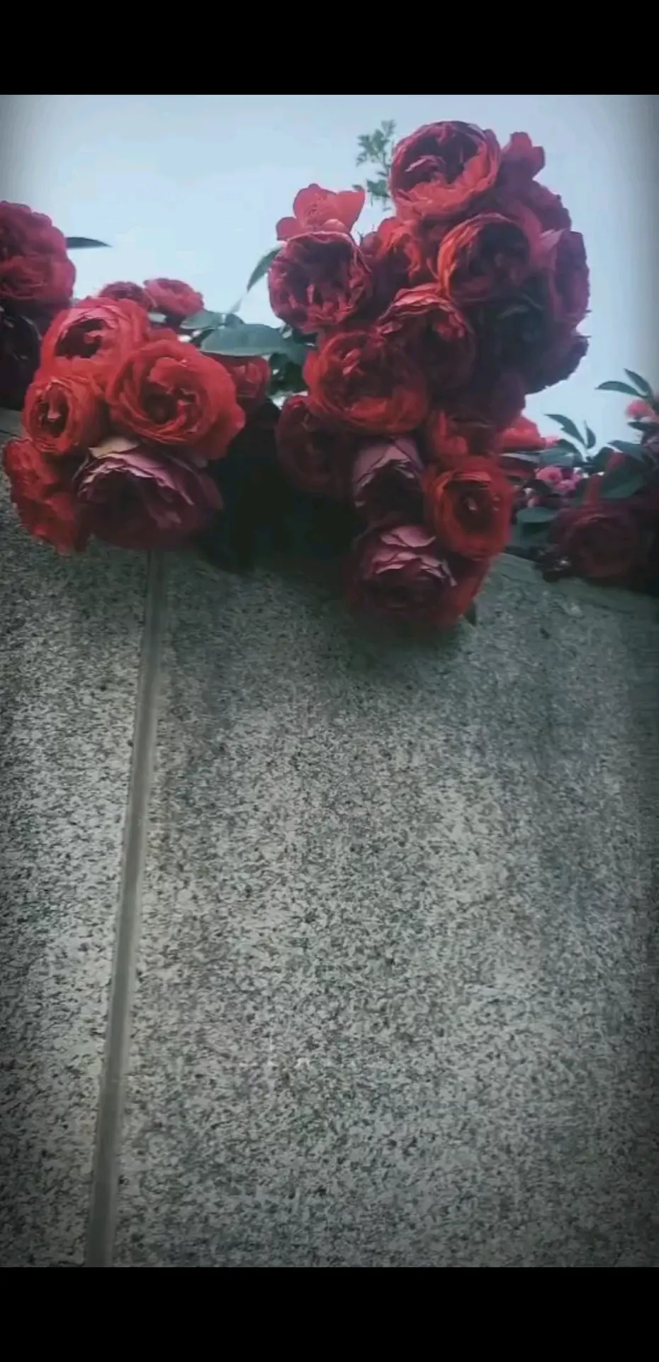 花儿探出墙头，好像也