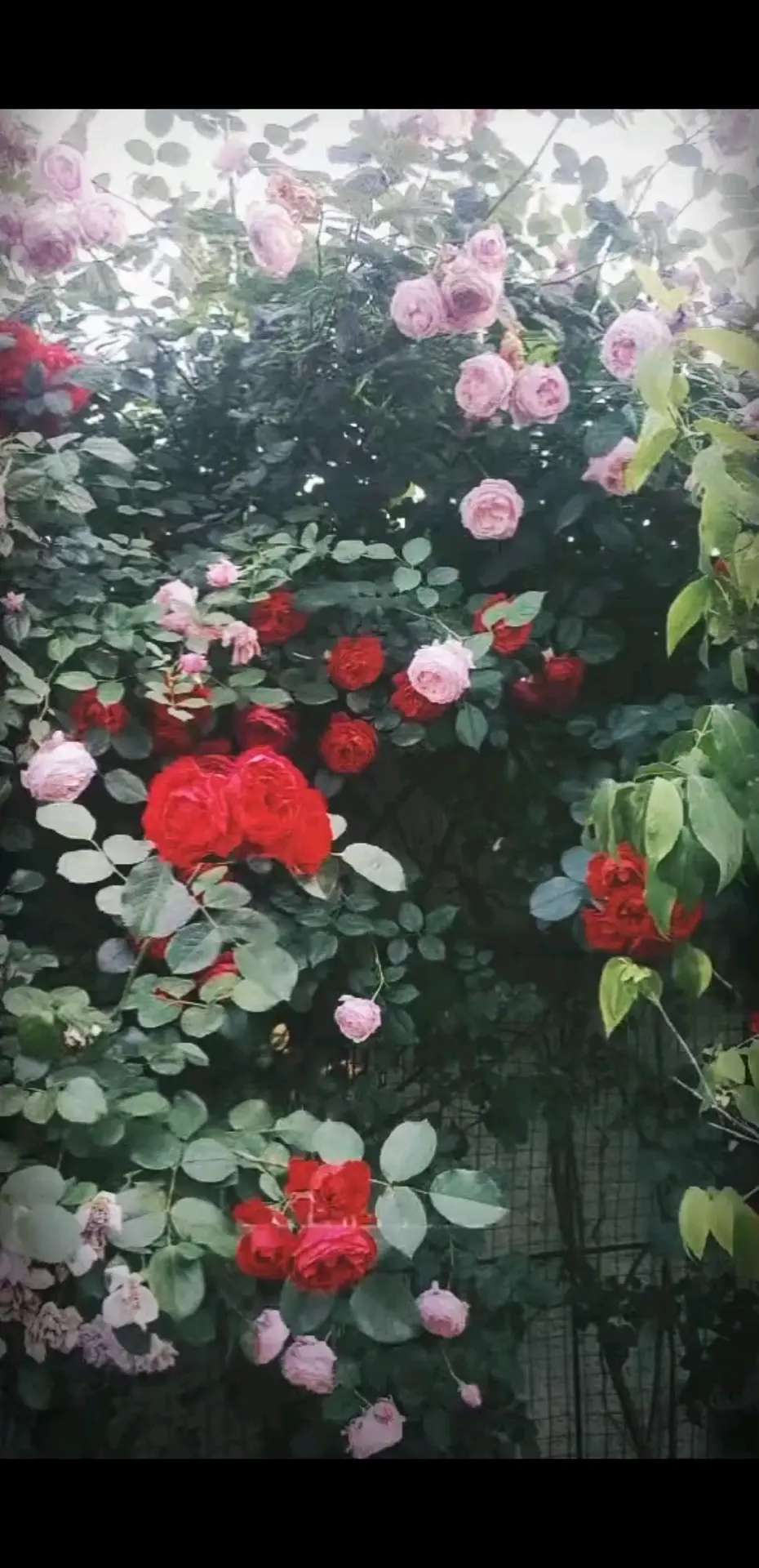 一墙繁花，满目萧瑟，