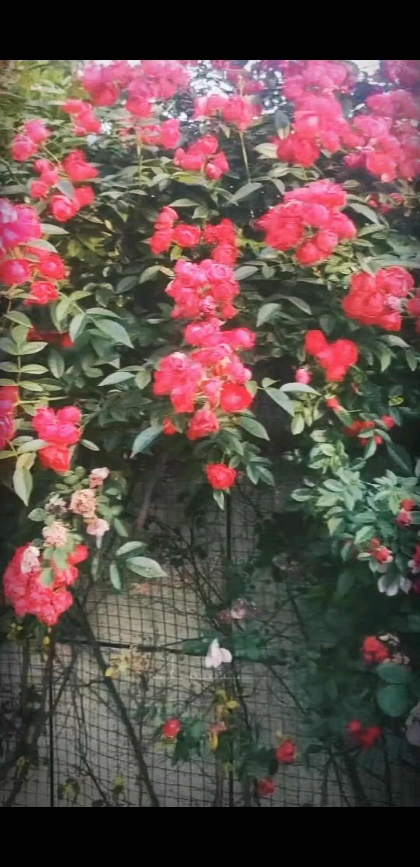 默默努力，悄悄发光