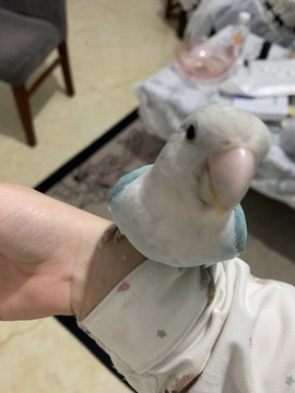 食肉小羊（休）主播照片