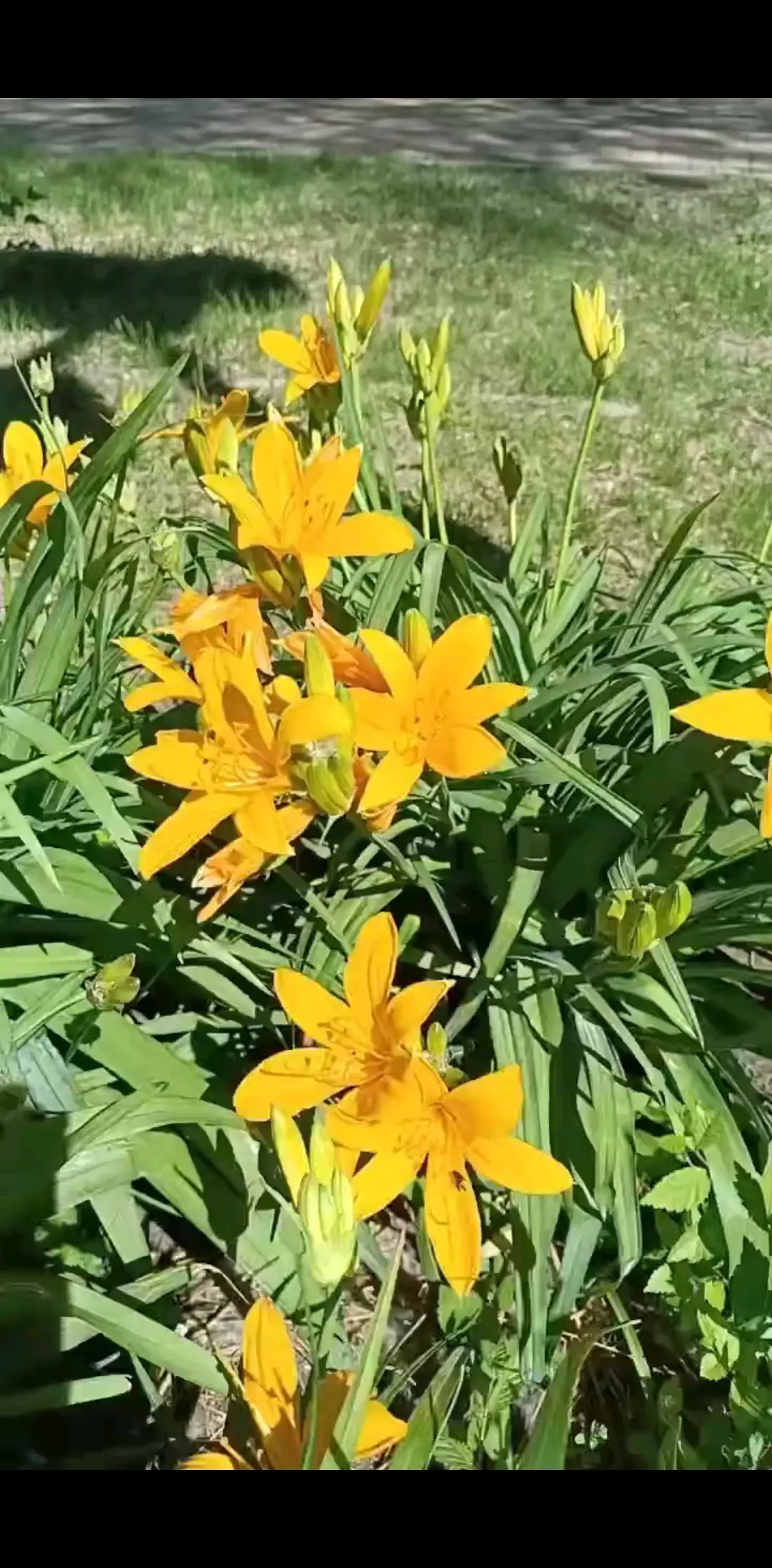 东北这时候开的🌸