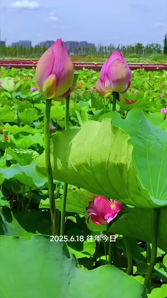 端午节安康❤️
