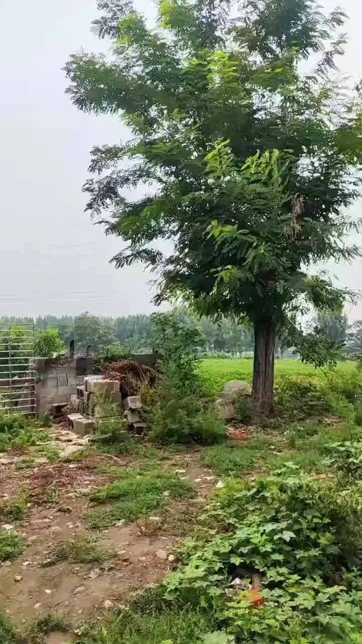 昔日户外过的地方树除