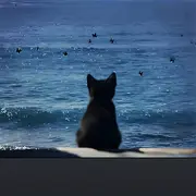 不问大恶司★