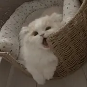 Uiua的用户头像