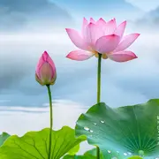 张开航只爱一人