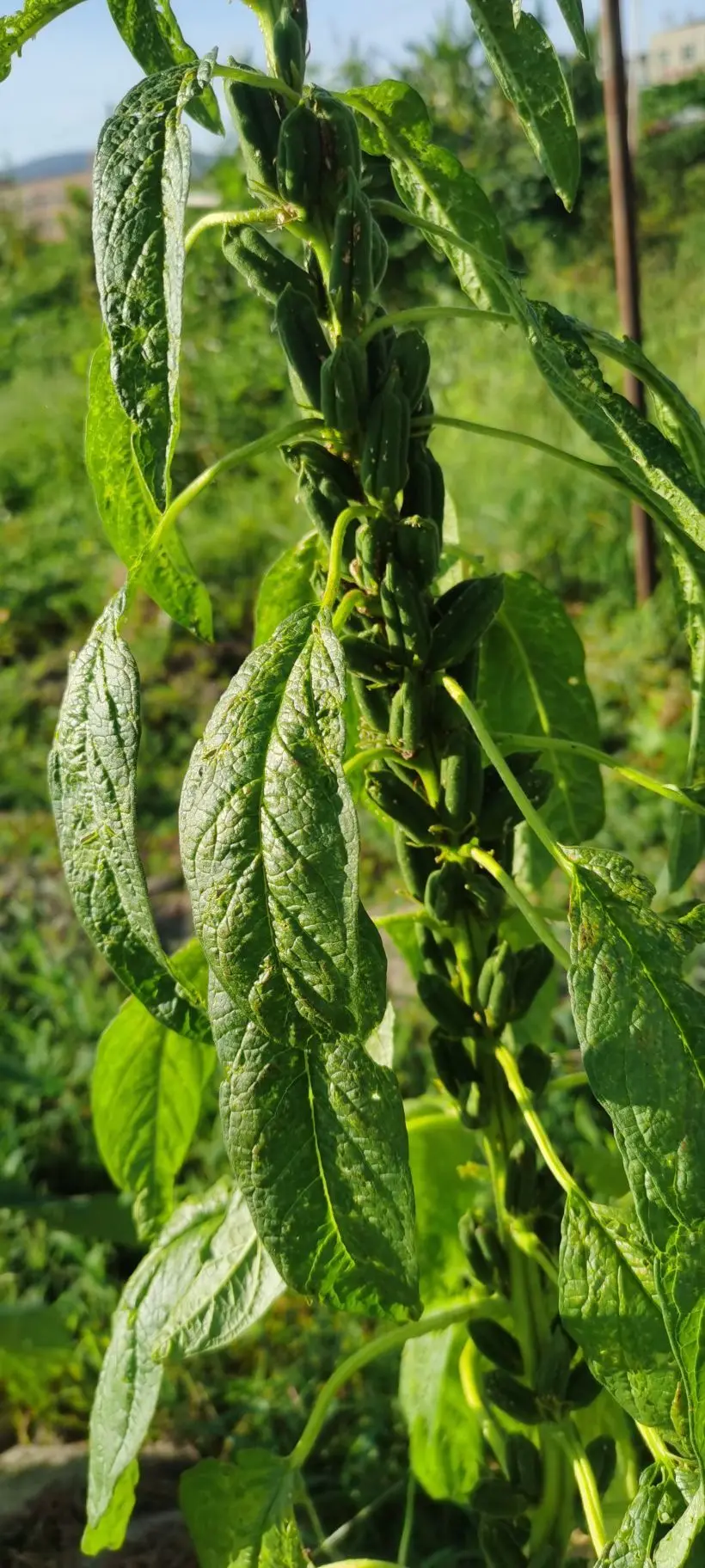 小耕🐜的主播照片