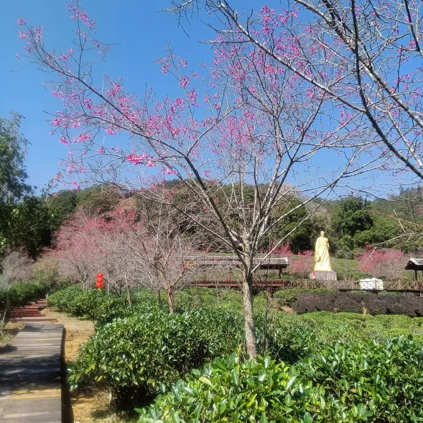 东恋茶主播图片