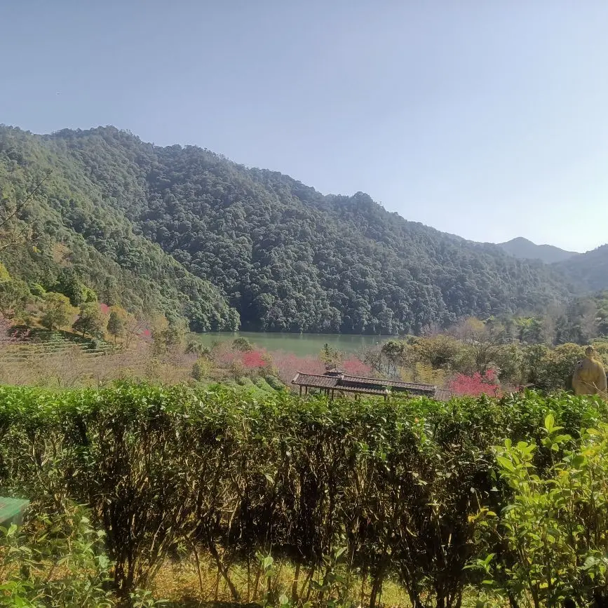 东恋茶主播图片