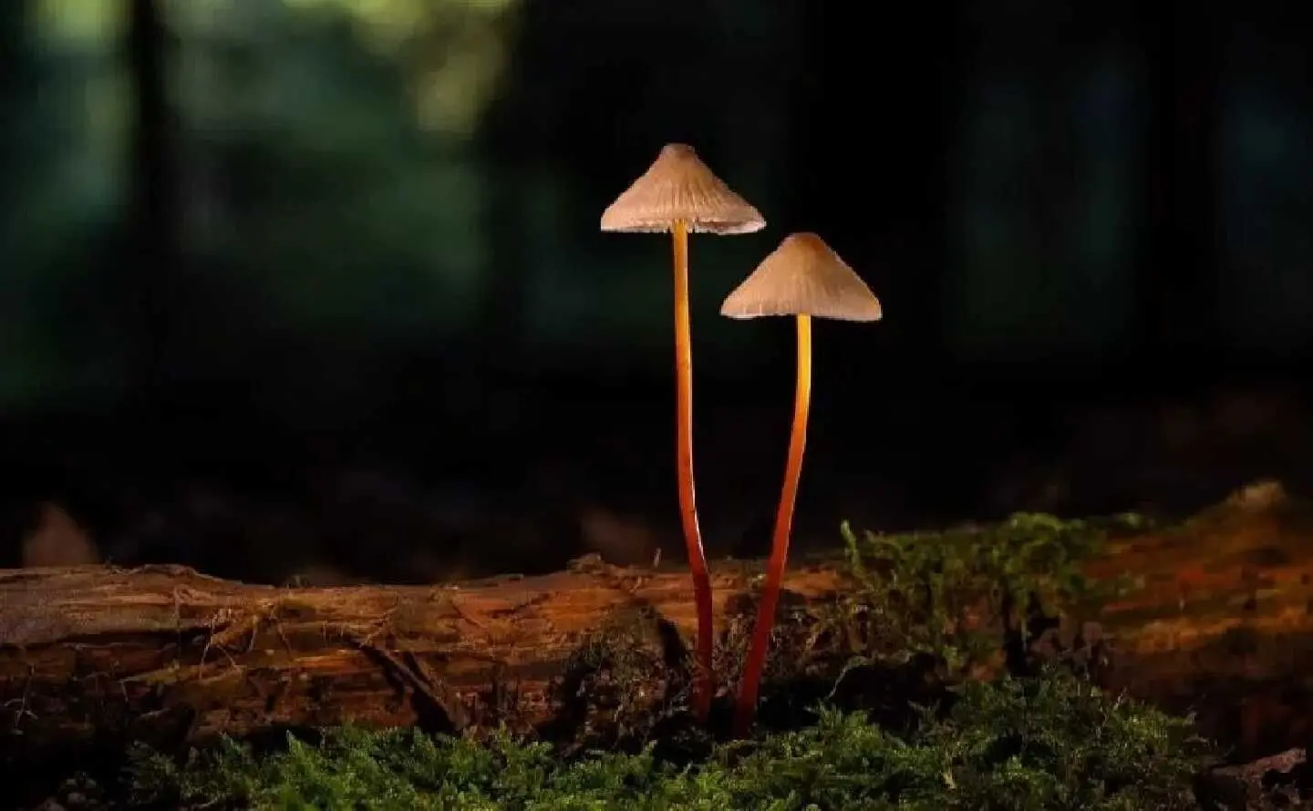 天王盖地虎虎044主播图片