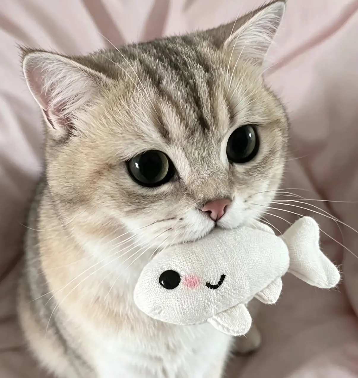 傲娇美💖的主播照片