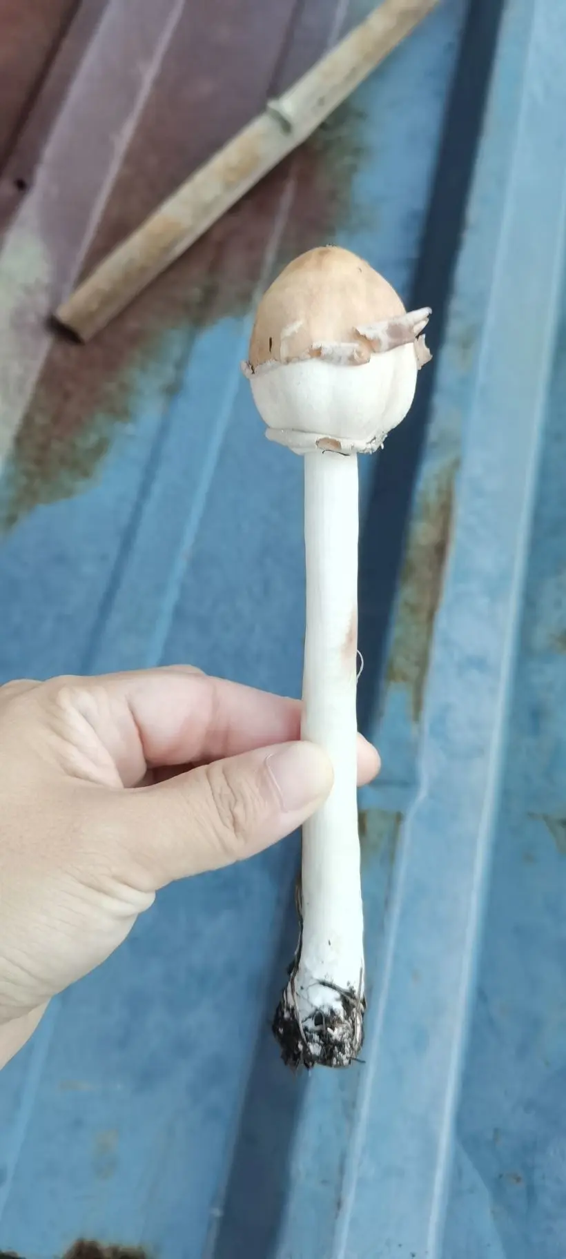 小耕🐜的主播照片