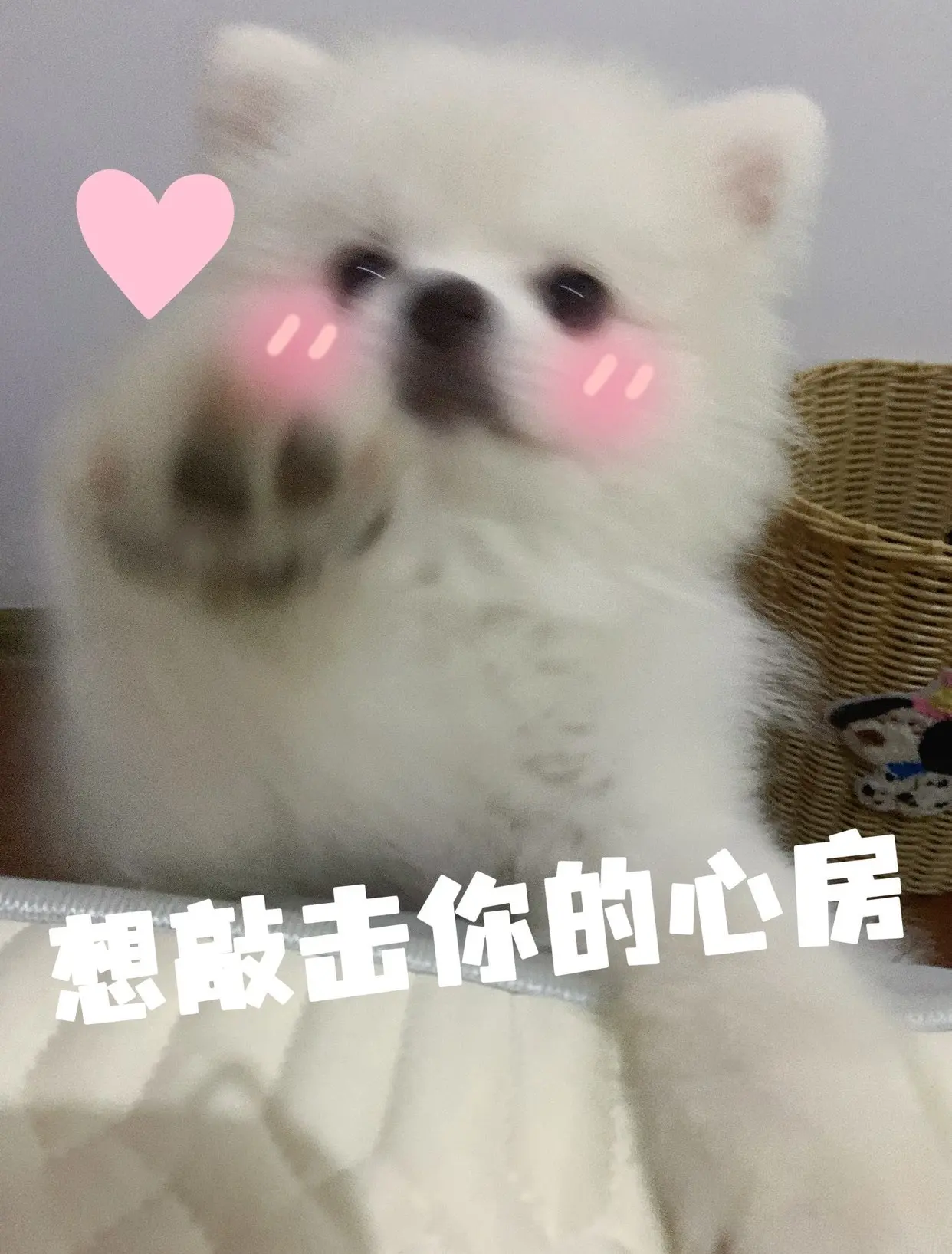食肉小羊（休）的主播照片