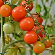 番🍅茄