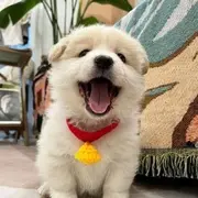 、芋泥啵啵奶茶