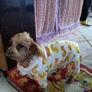 鹦鹉咬人