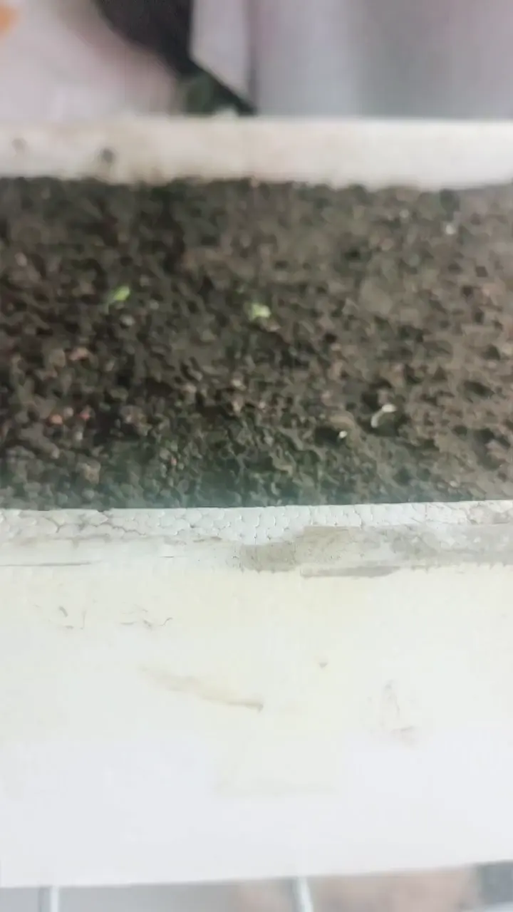 种的小菜，已经开始发