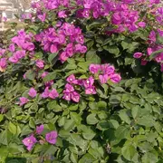 内向刻绒茧蜂