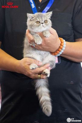 怡霖-名猫的图片
